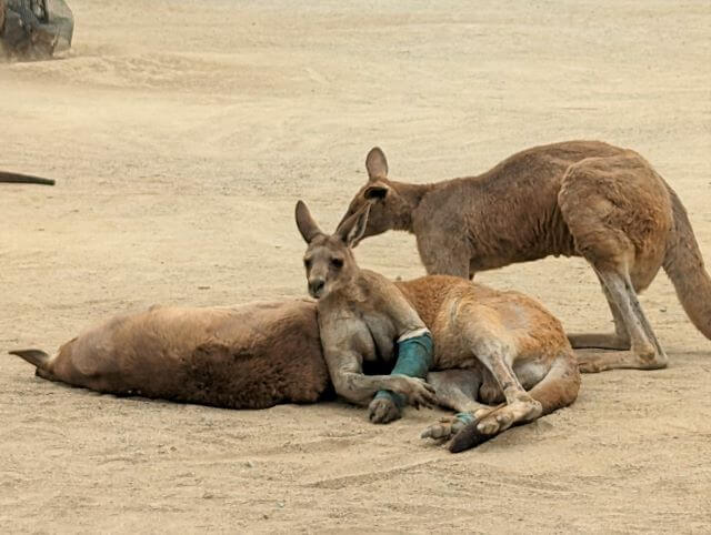 福岡県北九州市にある「響灘グリーンパーク」カンガルー広場にいる骨が折れてギプスをしているオオカンガルーのルキノさん。他のカンガルーにもたれかかっているところ